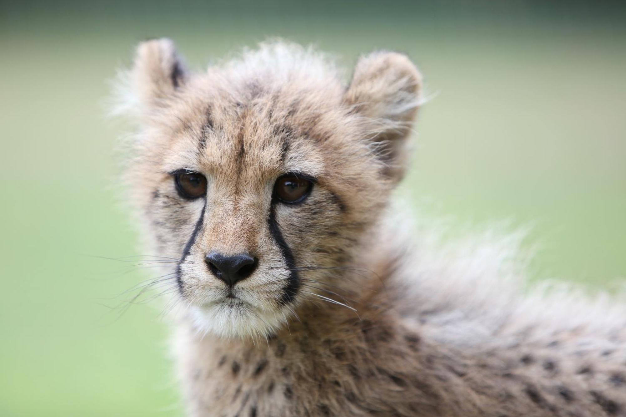 Emdoneni Lodge With Zululand Cat Conservation Project 赫卢赫卢韦 外观 照片