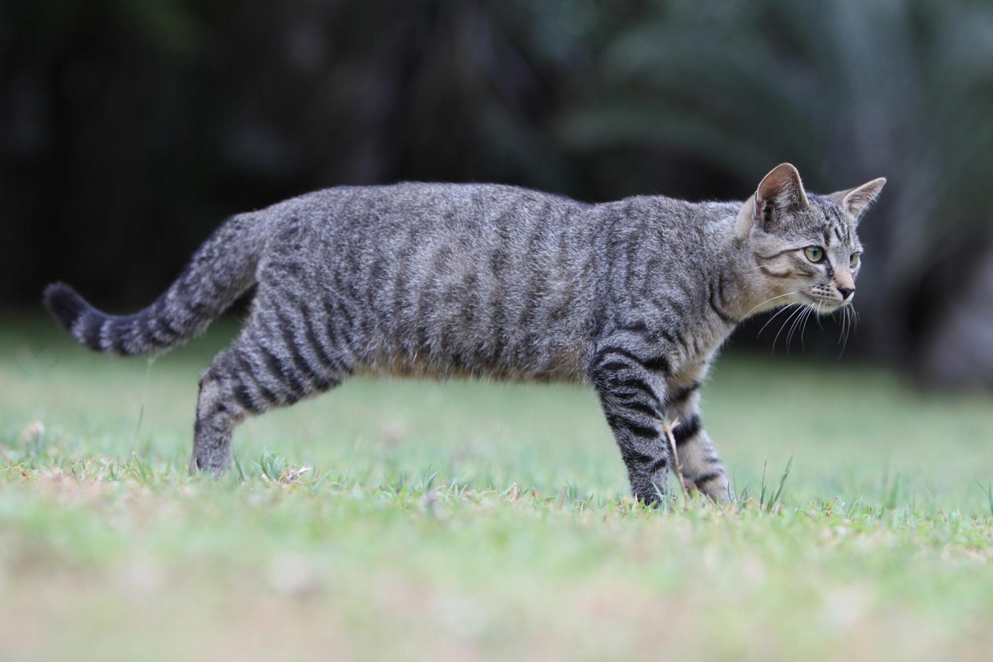 Emdoneni Lodge With Zululand Cat Conservation Project 赫卢赫卢韦 外观 照片