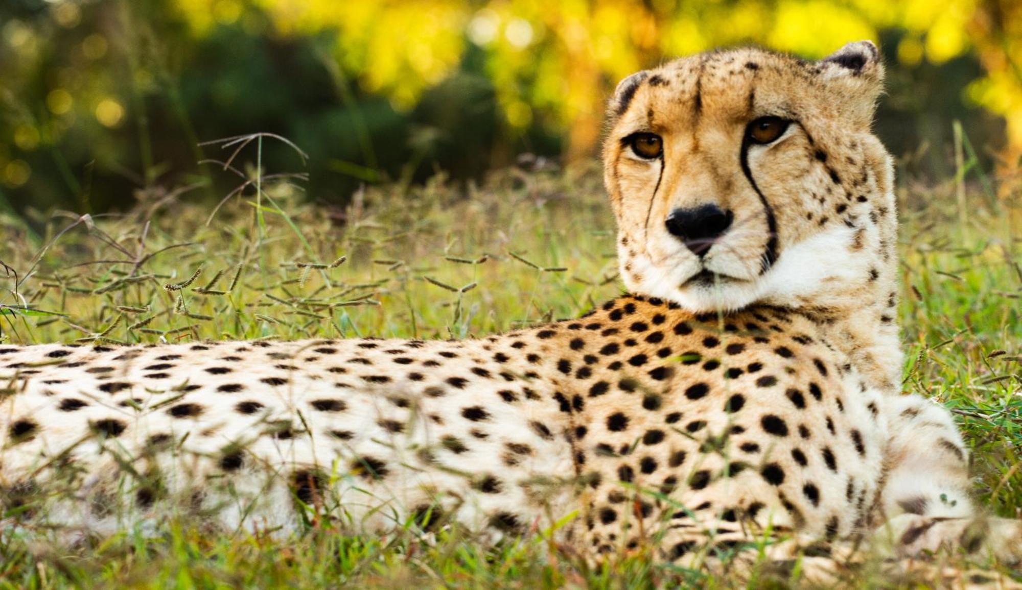 Emdoneni Lodge With Zululand Cat Conservation Project 赫卢赫卢韦 外观 照片