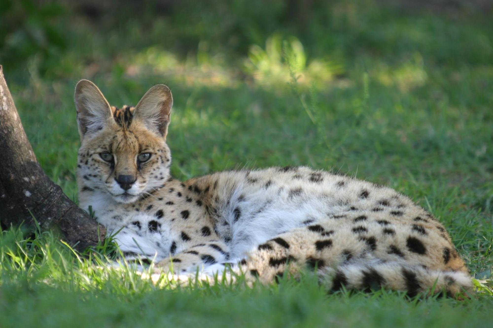 Emdoneni Lodge With Zululand Cat Conservation Project 赫卢赫卢韦 外观 照片