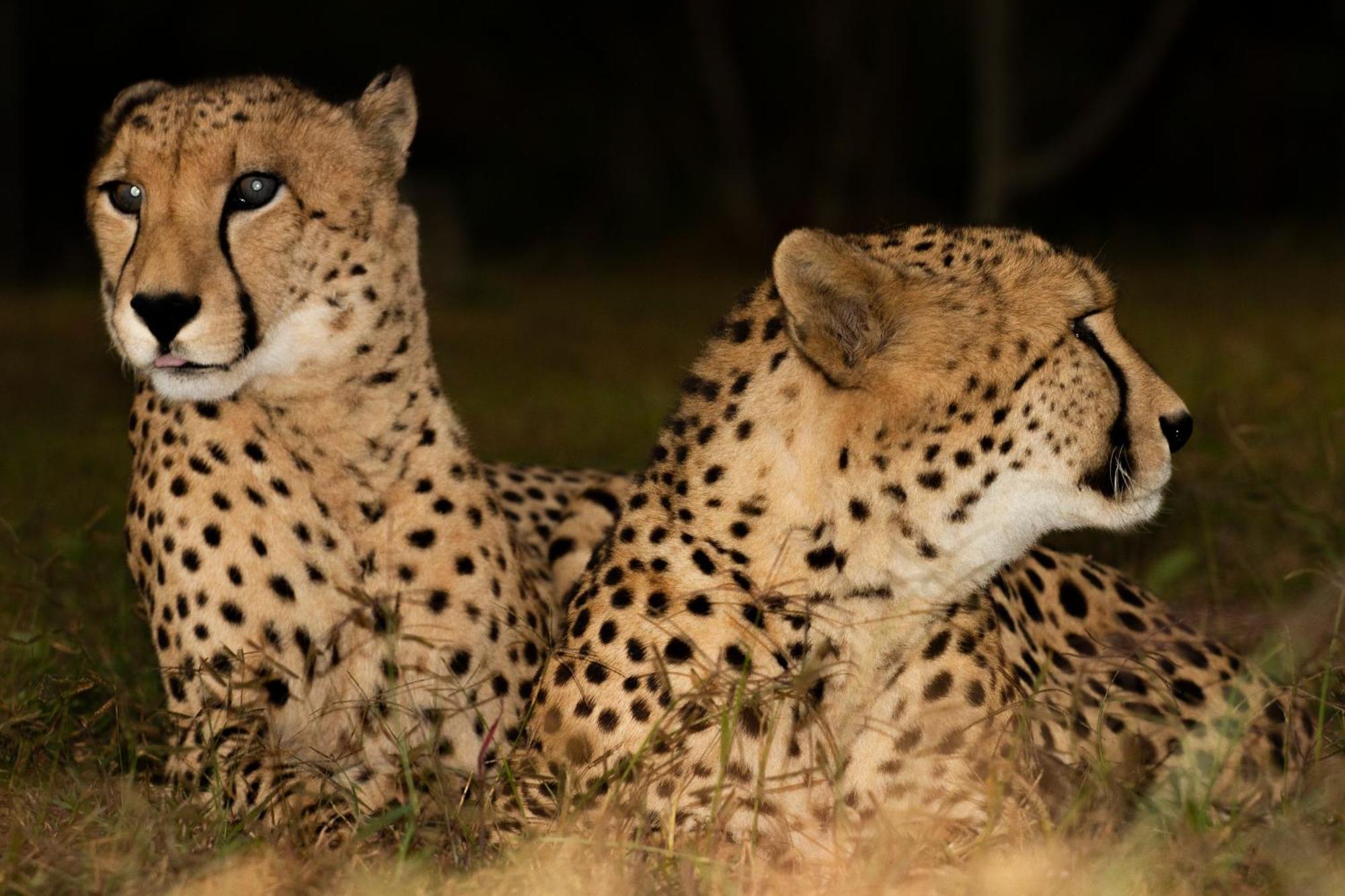 Emdoneni Lodge With Zululand Cat Conservation Project 赫卢赫卢韦 外观 照片