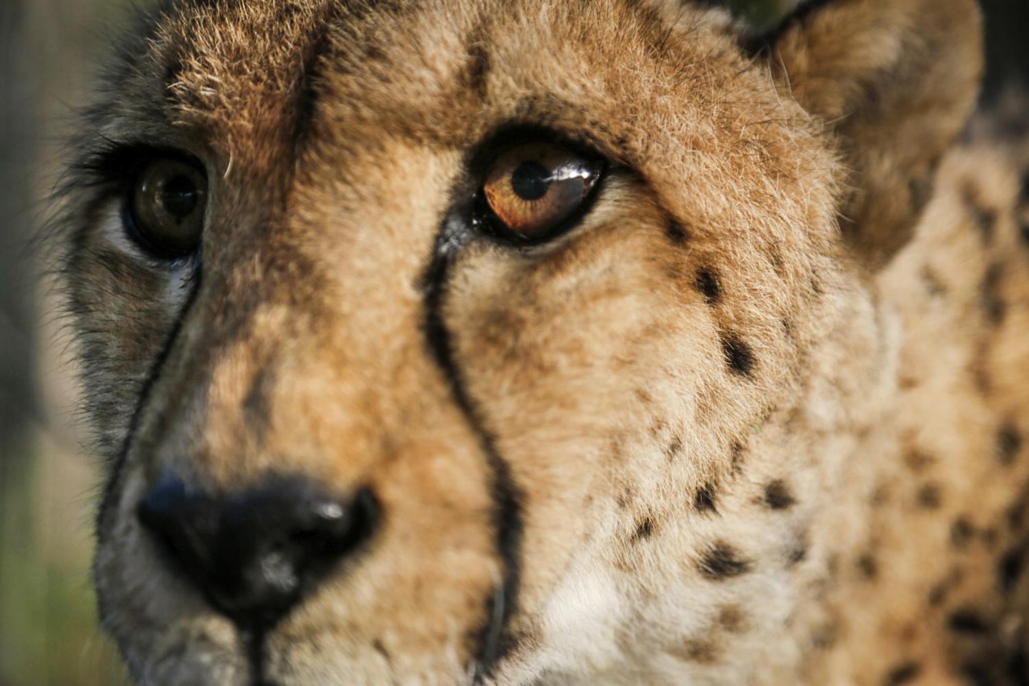 Emdoneni Lodge With Zululand Cat Conservation Project 赫卢赫卢韦 外观 照片