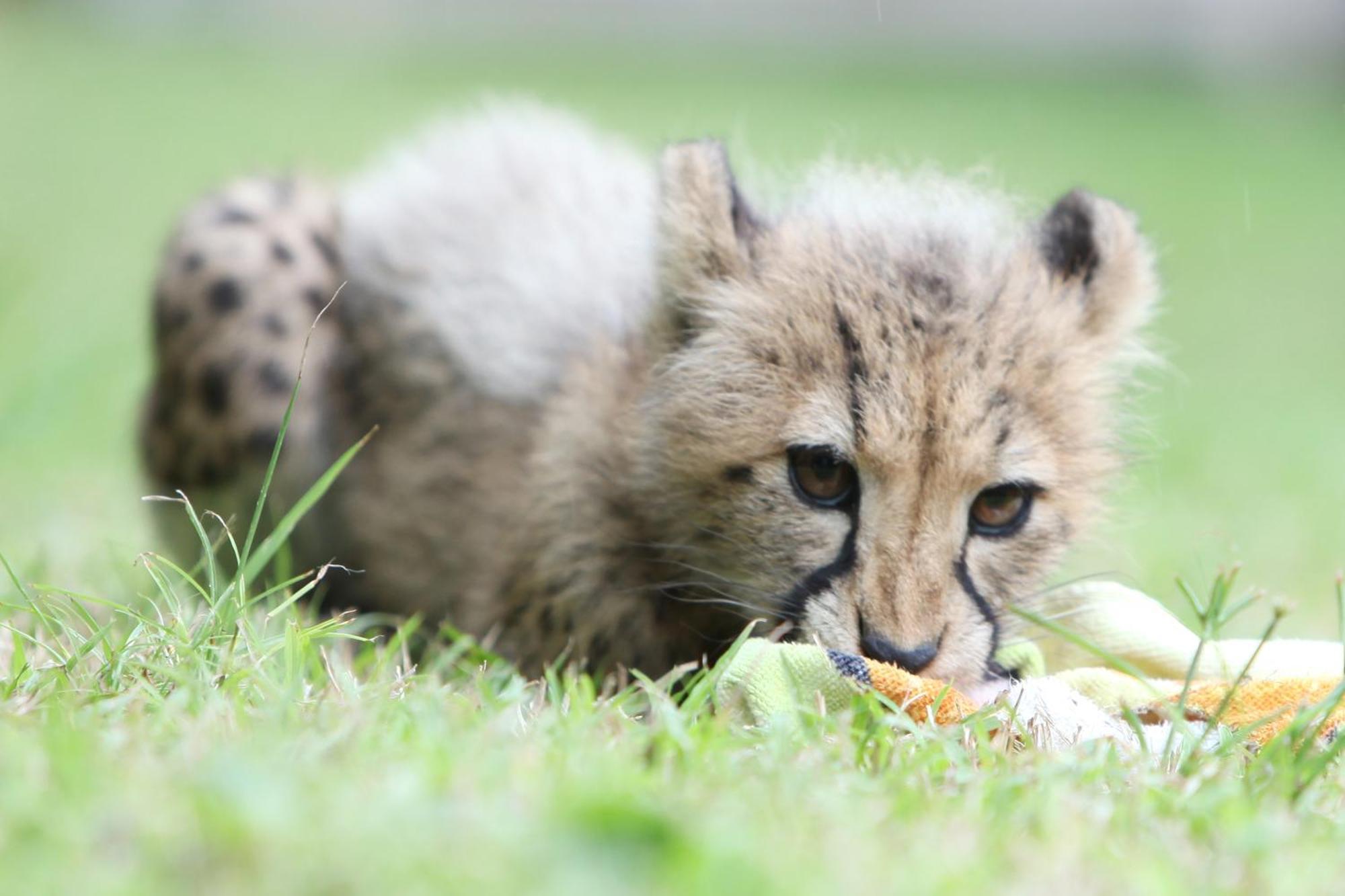 Emdoneni Lodge With Zululand Cat Conservation Project 赫卢赫卢韦 外观 照片