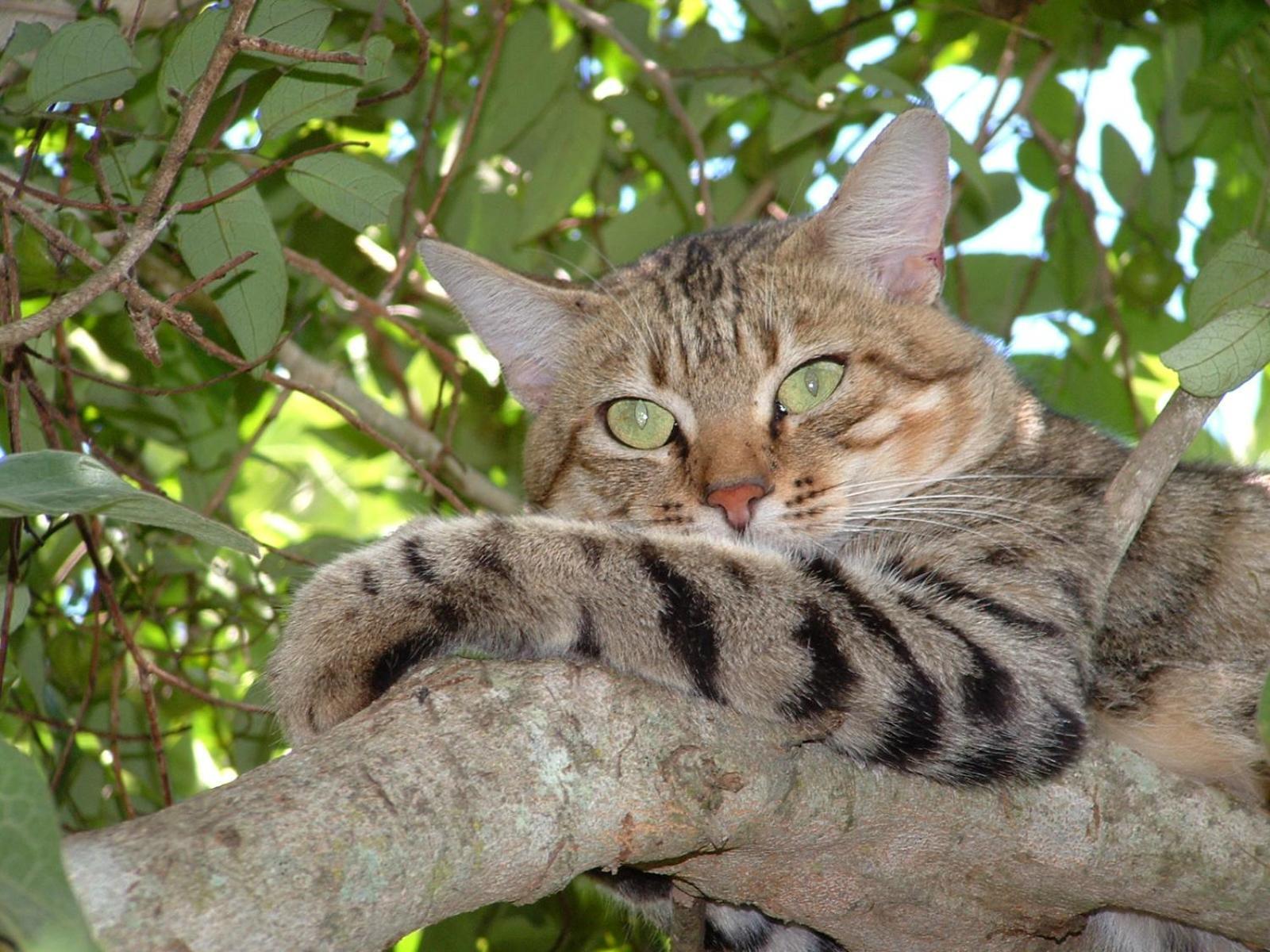 Emdoneni Lodge With Zululand Cat Conservation Project 赫卢赫卢韦 外观 照片