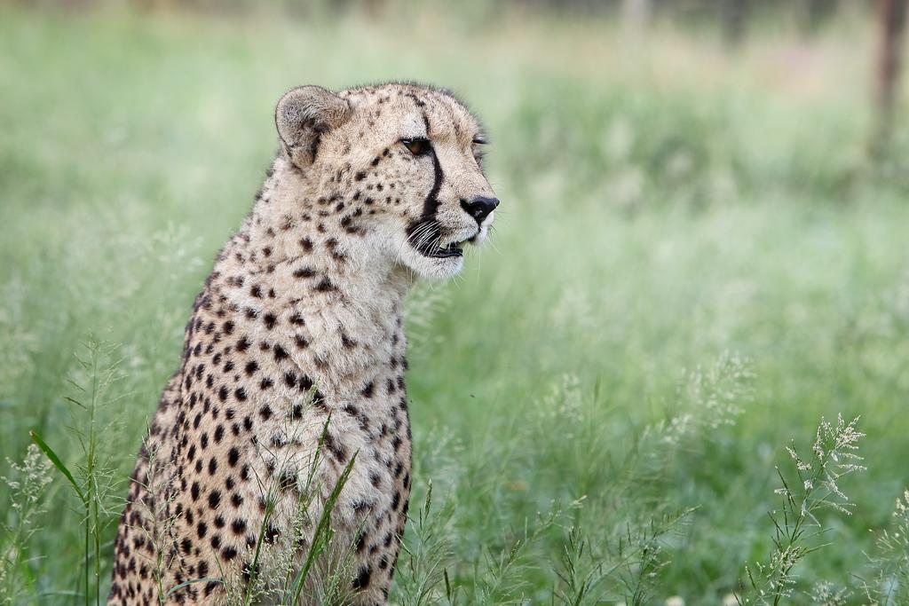 Emdoneni Lodge With Zululand Cat Conservation Project 赫卢赫卢韦 外观 照片